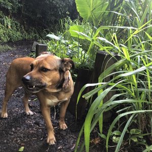 Night Blooming Jasmine