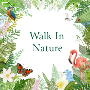 莫扎特: C大调第二十一号钢琴协奏曲 (急流鸟鸣版)