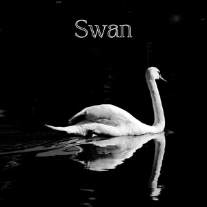 Swan