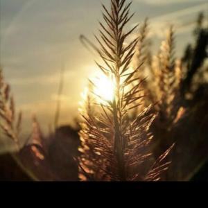 格桑花