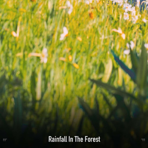 Sleeping Raindrops Meditative Symphony