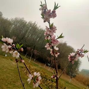 风轻轻的树枝摇