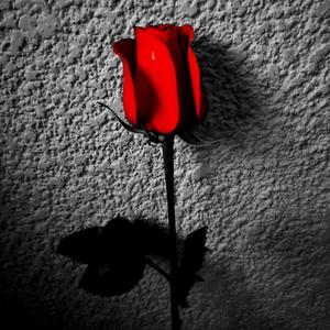 ROSA VIVA (Special Version)