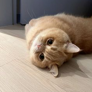 All The Things She Said (sped up)