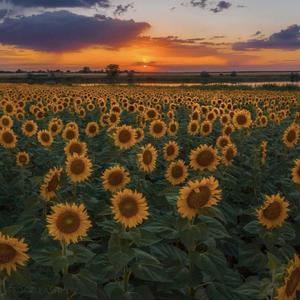 我是图图小淘气（翻自 浪子楚阳）