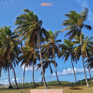 适合办公室工作轻快的音乐