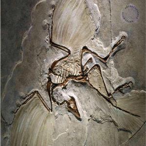 Bird / Reptile Connection