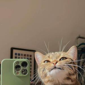 Cat Story
