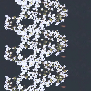 Aufnahme Synergie (Live)