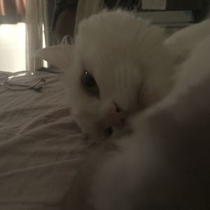 #5 鬼城再现（Esti Christmas in the 13th Month）