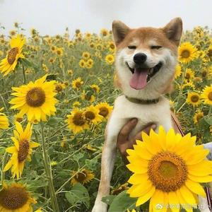 say something(Prod. Rook1e)（翻自 keshi）