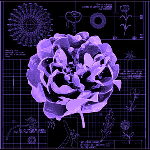 Clavel