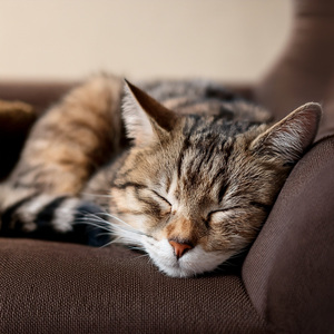 El Suave Ritmo Del Ronroneo