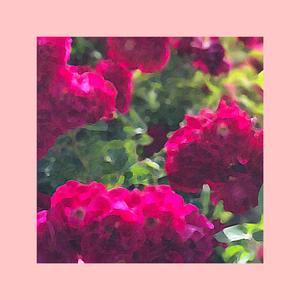 Forests, for Rebecca