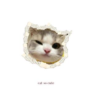 cat so cute