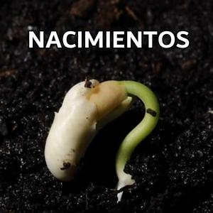 Caracolito