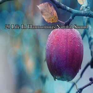 自然之声艺术家