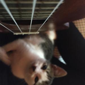 Kedilerin Rengi Yoktur