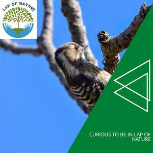 Beautiful Small Bird