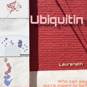 Ubiquitin