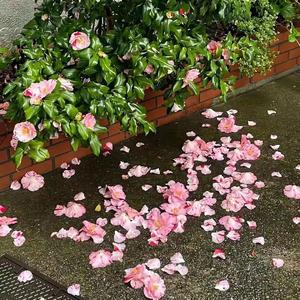 简单爱(prod.by Morrow)