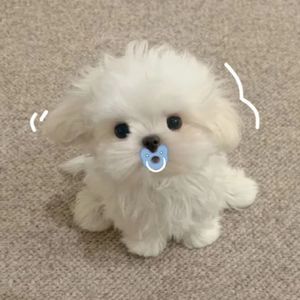 宠坏（阿阳Remix）