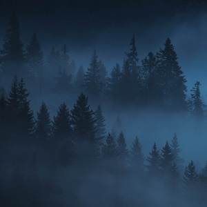Silence of the Night Forest