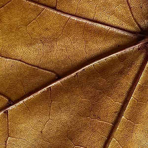 Nothing Gold Can Stay