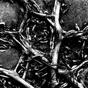 四月的爱人和四月的珙桐花