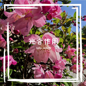 光合作用(完整版)