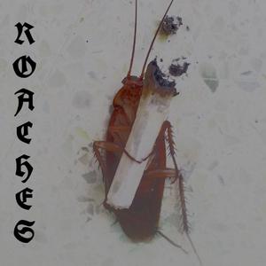 ROACHES
