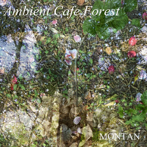 Ambient Cafe Forest Camphor tree