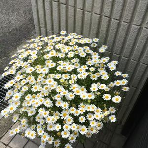 Nagashi (slowed reverb）