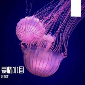 爱情水母