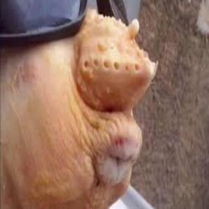 MEGA DAS CU DE FRANGO