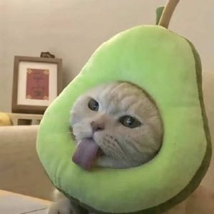 送给小帆同学十九岁生日的一首歌2.0