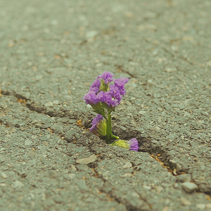 ร่องรอยความงดงาม