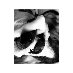 猎犬之道(Dog Killa Rule)