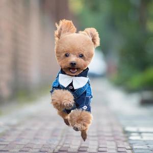 我的世界只有一朵花