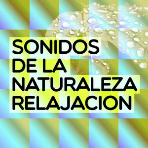 Birds in the Afternoon