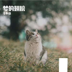 夜色中的思念酒