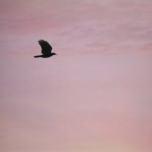 A Tale of a Fledgling Corvus