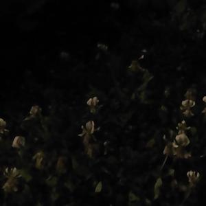 SHE SAY (i'm so high i forgot)