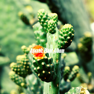 Background for Iced Double Americano