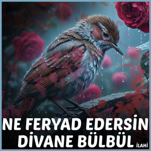 Ne Feryad Edersin Divane Bülbül (ilahi)