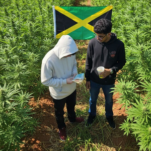 SATIVA