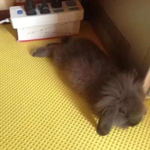 兔子（prod by ZS Beatz）