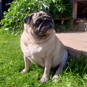 Философия Мопсов