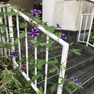 いつか来た道 君と