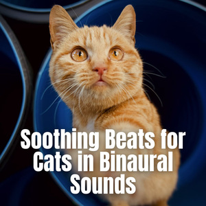 Purrfectly Calm Ambience